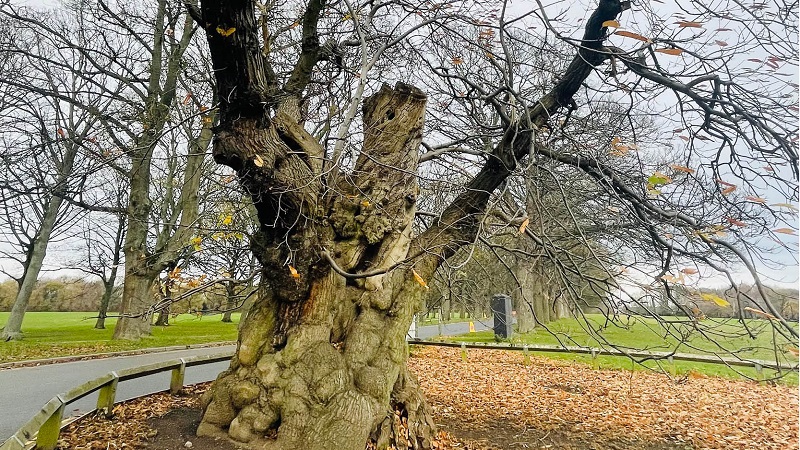 Ancient tree with a wide trunk in a park setting